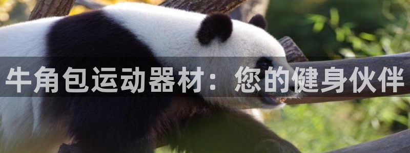 征途国际官方客服电话：牛角包运动器材：您的健身伙伴